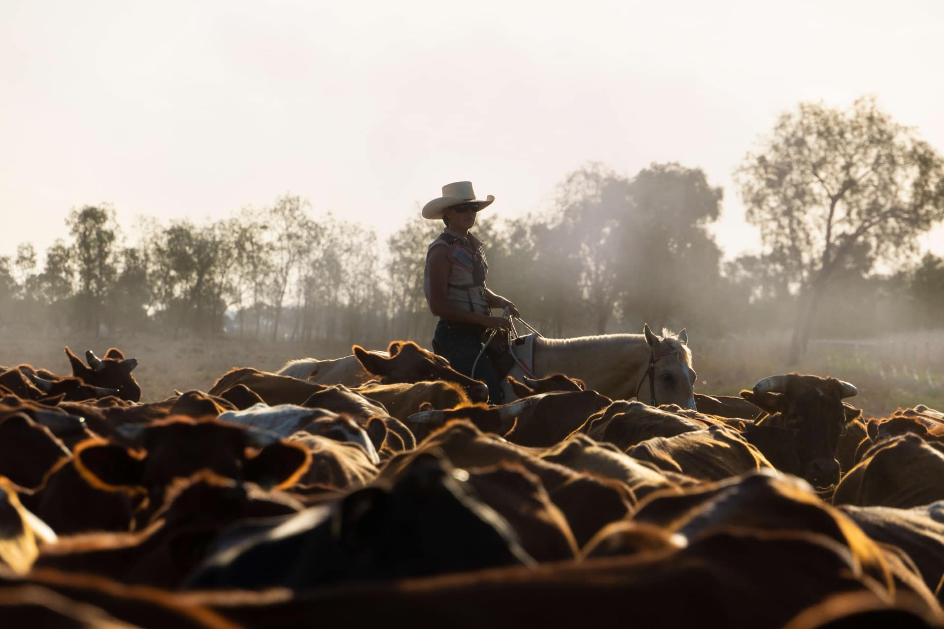 Female drover herding cattle