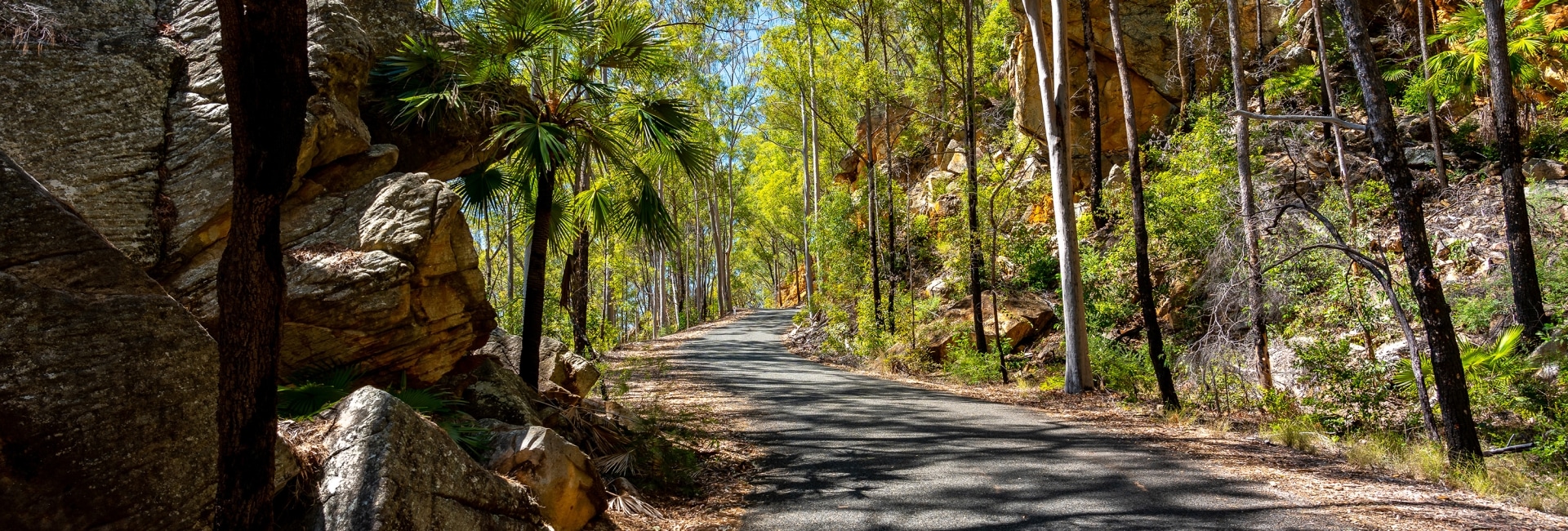 A narrow winding forest road in Blackdown Tableland National Park